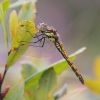 J01_0143 Sympetrum nigrescens female